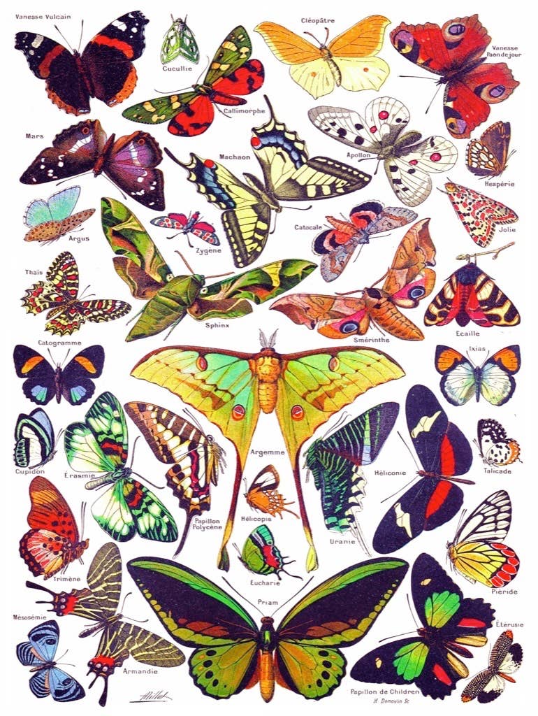 Butterflies ~ Papillons - 1000 Piece Jigsaw Puzzle - Image 3