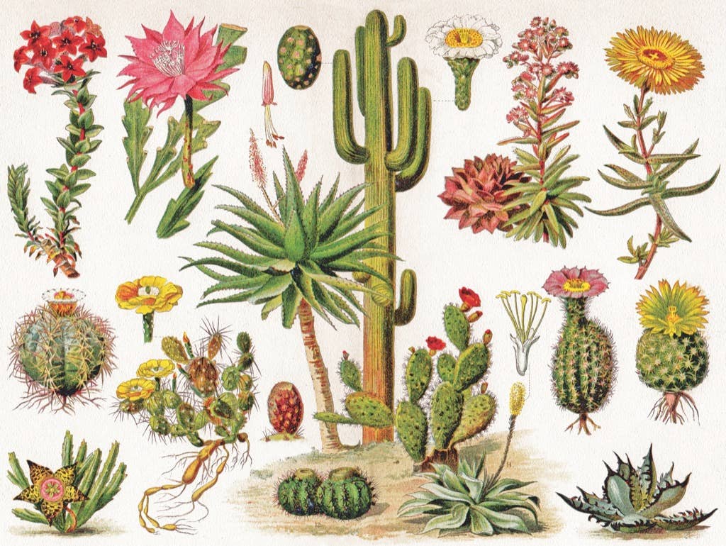 Cacti ~ Cactus - 1000 Piece Jigsaw Puzzle - Image 3
