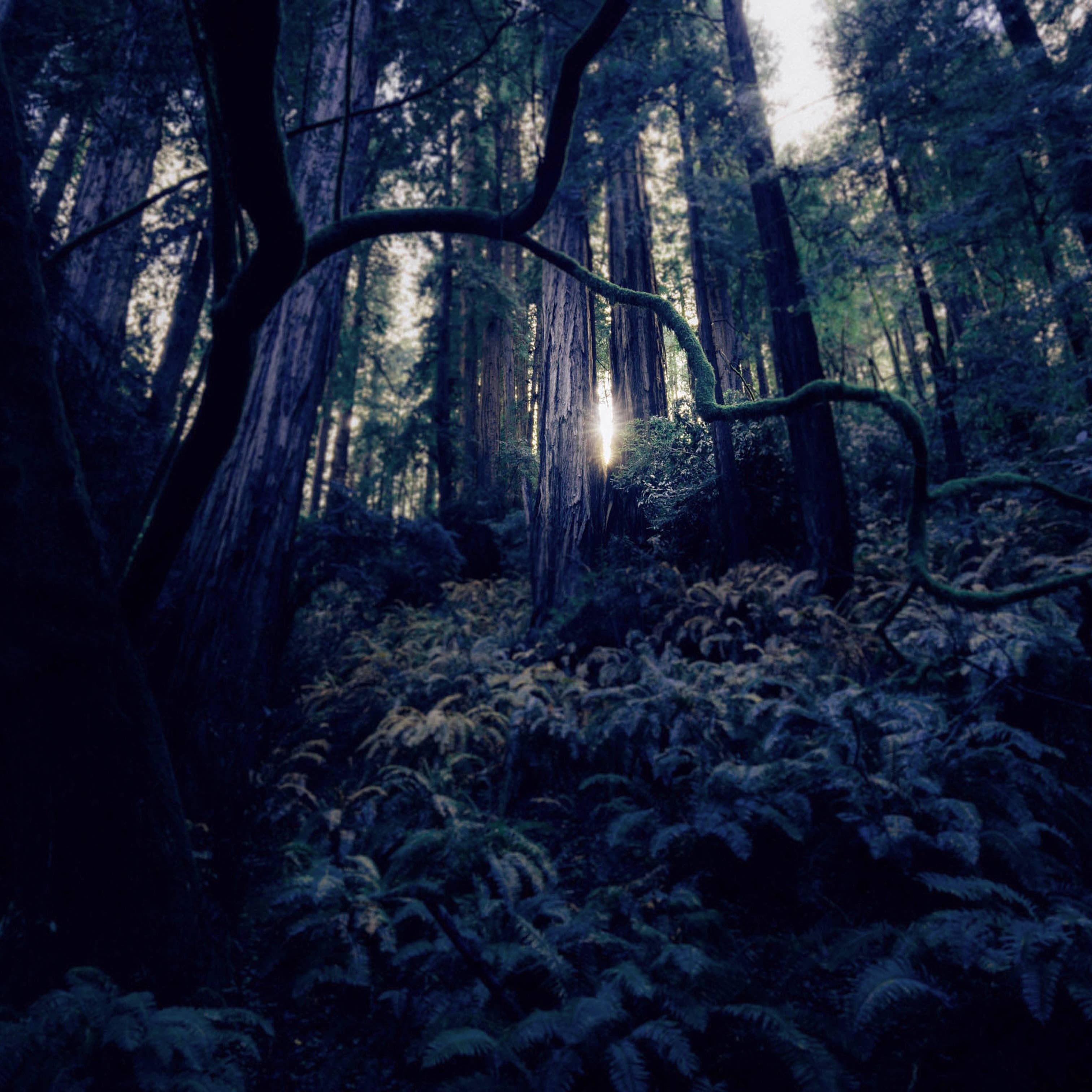Forest of Fae 6oz Candle: Single 6oz - Image 2
