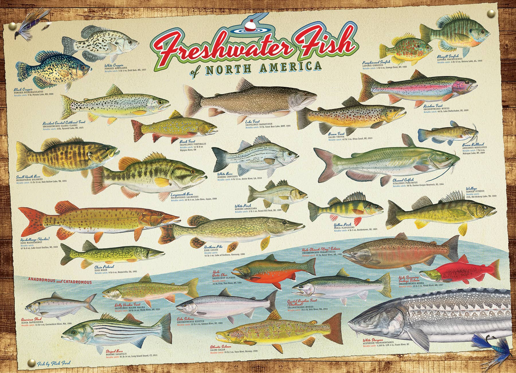 Freshwater Fish of North America 1000pc puzzle - Image 2