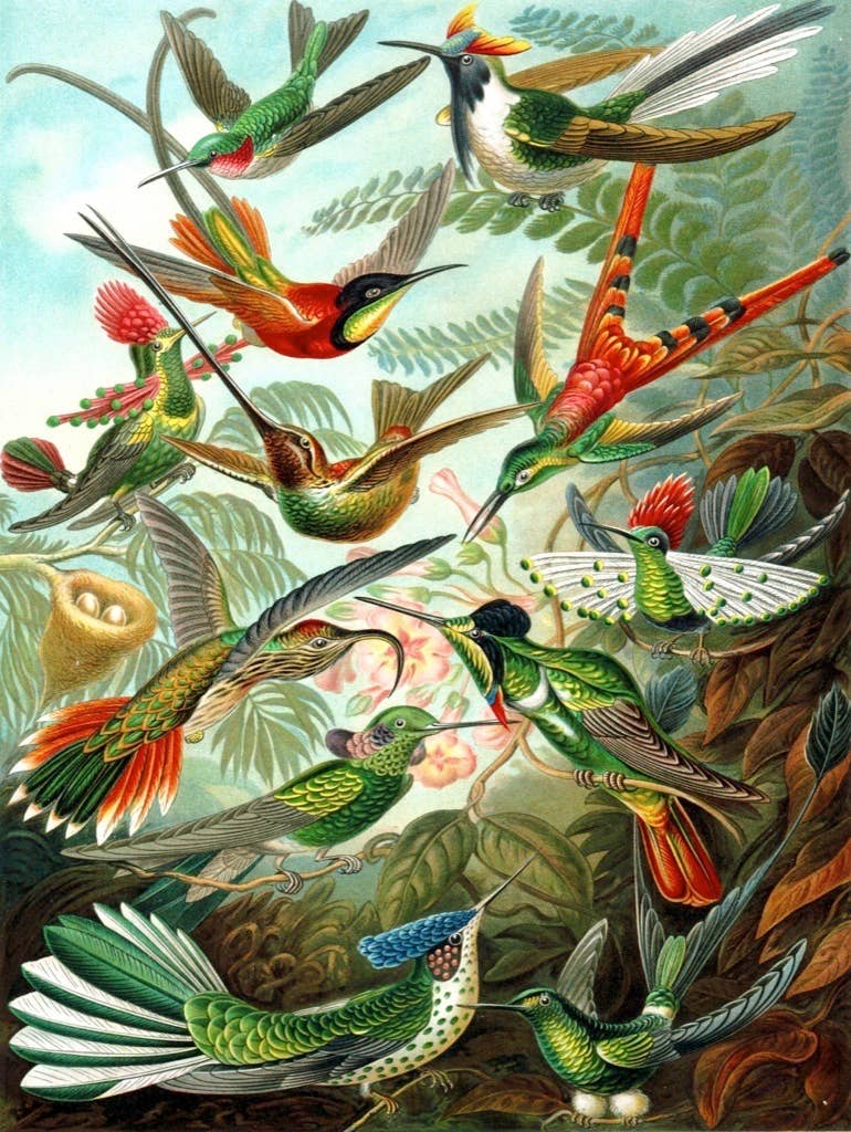 Hummingbirds - 1000 Piece Jigsaw Puzzle - Image 3