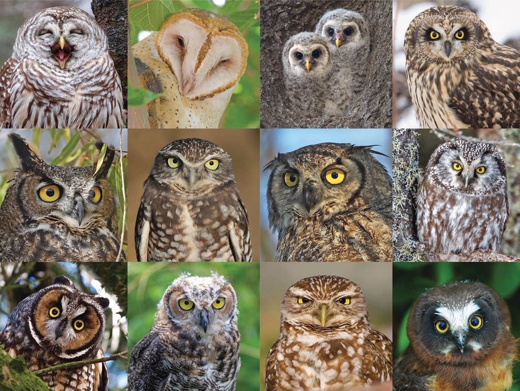 Owls and Owlets - 1000 Piece Jigsaw Puzzle - Image 3