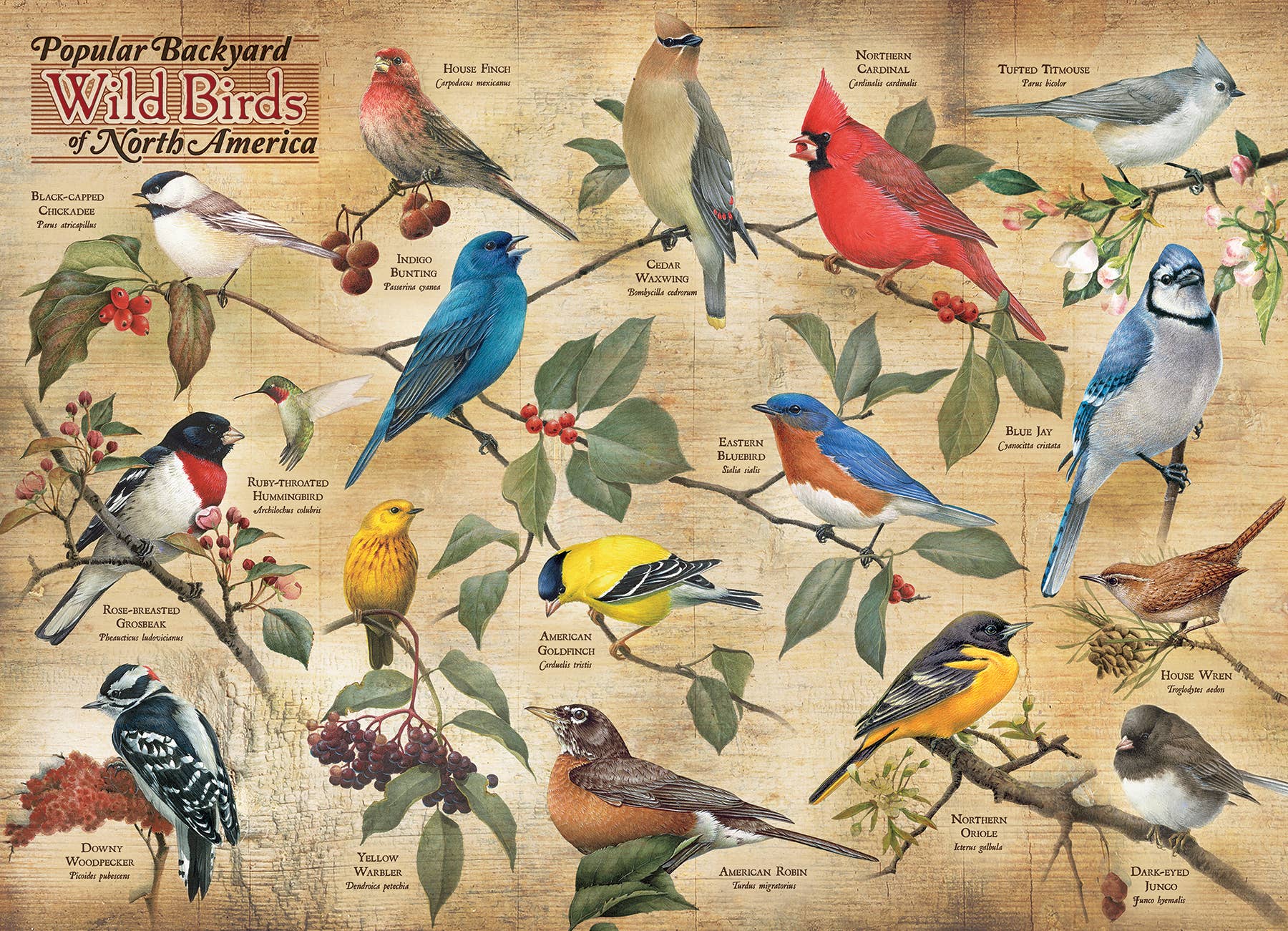 Popular Backyard Wild Birds of North America 1000pc puzzle - Image 2