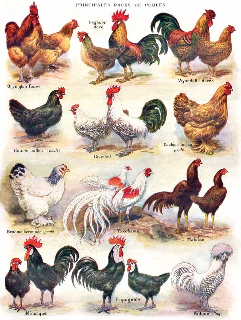 Poules ~ Poultry - 500 Piece Jigsaw Puzzle - Image 3