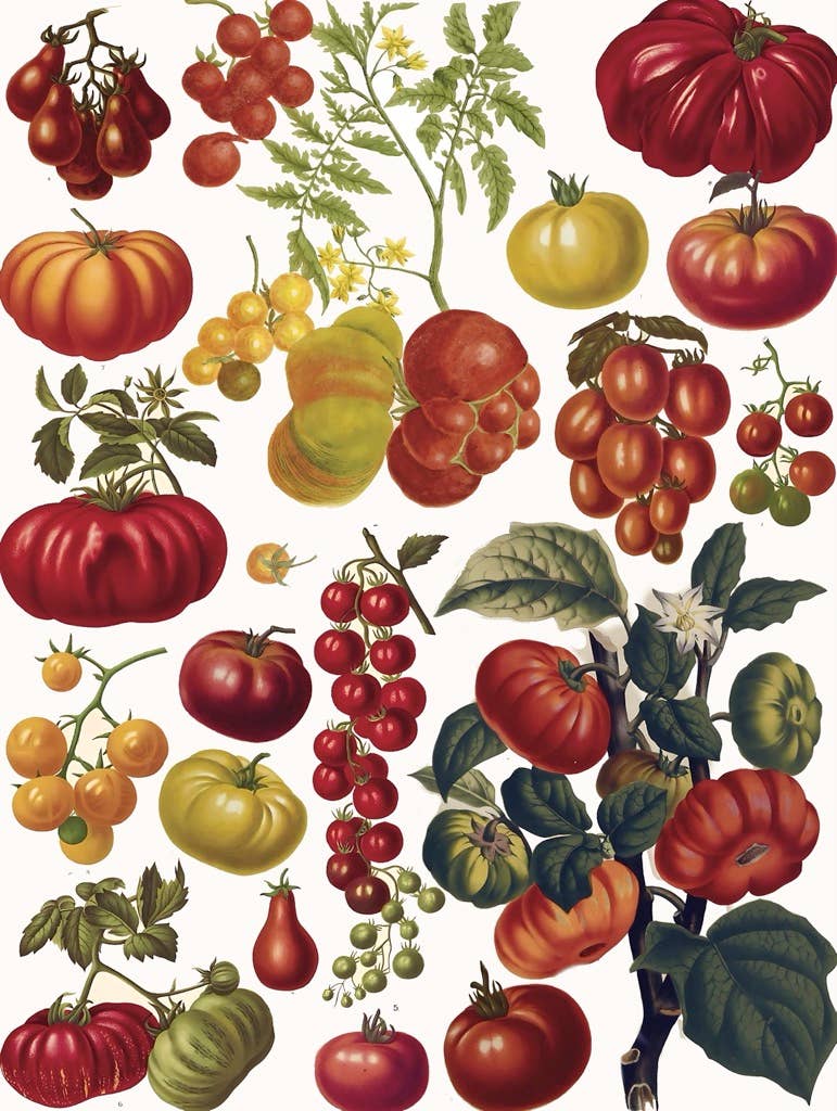 Tomatoes - 500 Piece Jigsaw Puzzle - Image 3